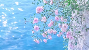 海边蔷薇