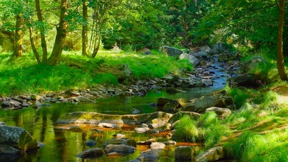 护眼阳光绿林溪水