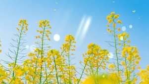 清新的黄花