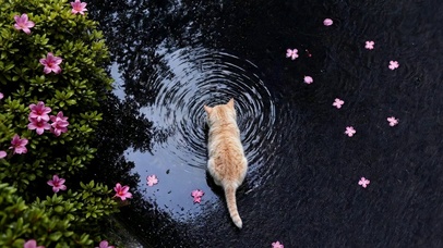樱花树下猫咪