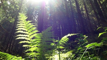 4K 高清 太阳森林植物树