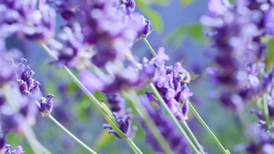 4K 高清 慢动作拍摄花丛蜜蜂