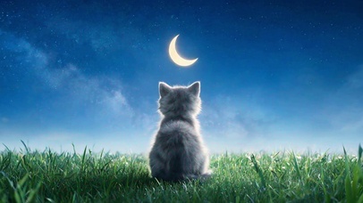 月栖猫