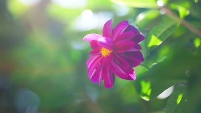 4k唯美夏日风光阳光花朵植物