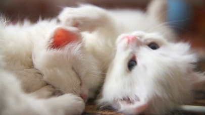 猫姐姐和猫妹妹