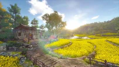 清晨阳光乡村菜花开