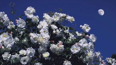 1080P白花与明月清新舒适治愈唯美画面动态