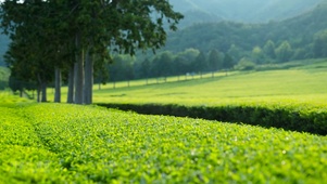 放松清新护眼茶园 