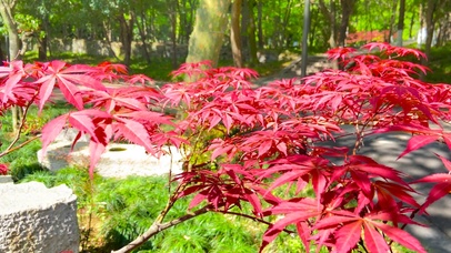 4K秋天中山陵枫叶红了风景