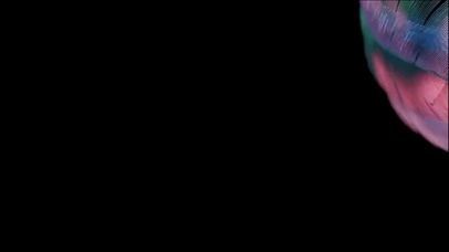 羽毛 4k