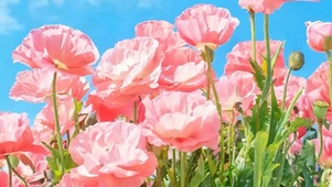 护眼花朵带鱼屏