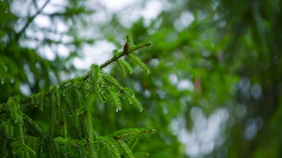 雨中护眼杉树