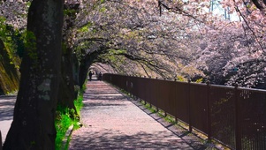 樱花小道