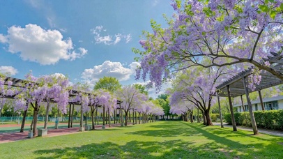 蓝天下紫藤花廊治愈风景