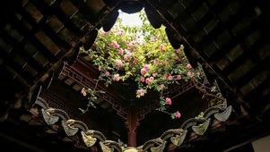 古檐蔷薇花