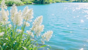 芦花白・湖水蓝