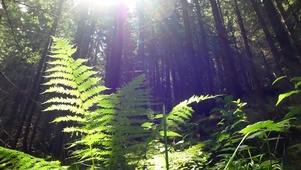4K 高清 太阳森林植物树