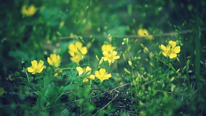 清新小花
