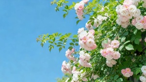 治愈唯美花朵