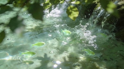 护眼水流