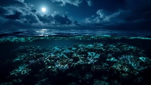 夜晚的海洋珊瑚