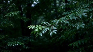 林梢听雨 