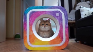 猫咪