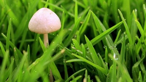 绿草丛白色小蘑菇