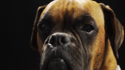 4k超清60帧-宠物狗