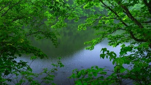 清新自然雨天绿林湖