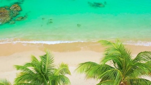 椰树海边风景