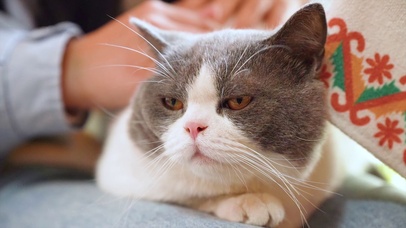 睡眼惺忪的小猫咪