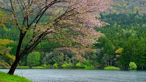 唯美落花湖畔