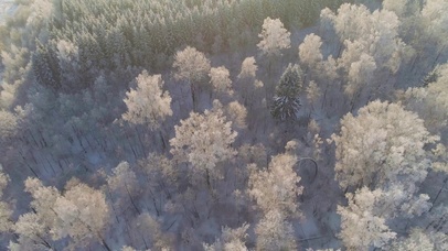 4K 高清 鸟瞰森林覆盖着积雪