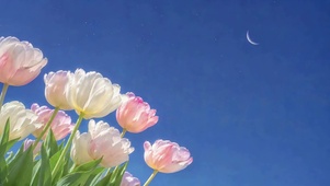 星空蓝天下的郁金香