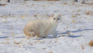 雪地小猫