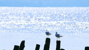 海边的小海鸥