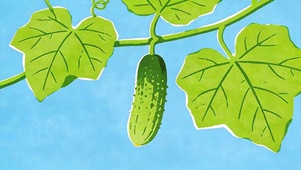 清新黄瓜
