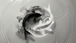阴阳锦鲤