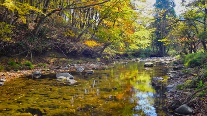 秋林落叶小溪