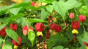 4K红灯笼花草