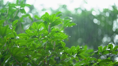 雨中的植物