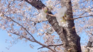 蓝天樱花
