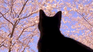 风花恋