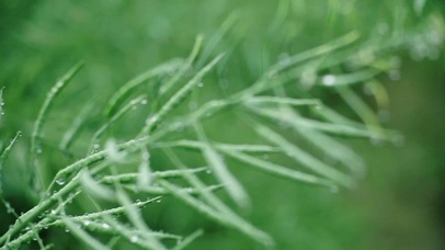 4K谷雨节气油菜雨珠