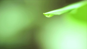 4K 高清 叶片上滴落的水珠