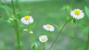 超美小雏菊