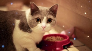 猫咪