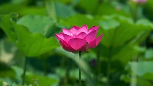夏季荷塘粉色莲花