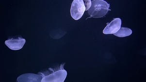 水母世界